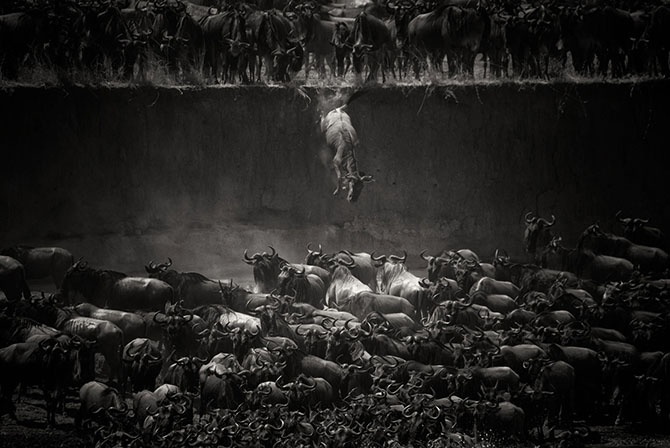 Лучшее с конкурса фотографии National Geographic 2014 (27 фото)