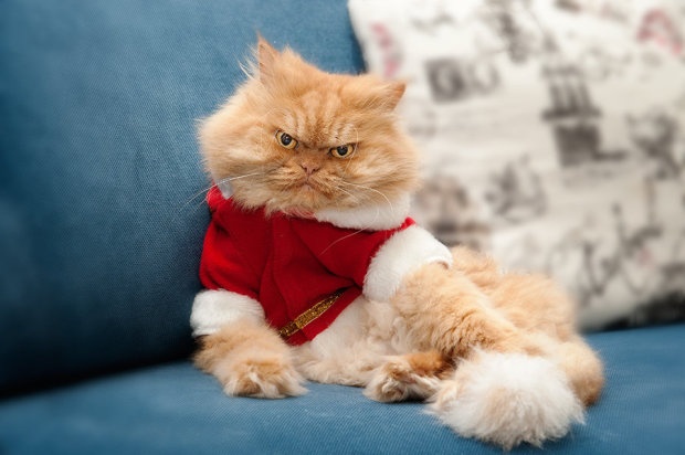 Новая звезда Гарфи, самый злой в мире кот (10 фото)