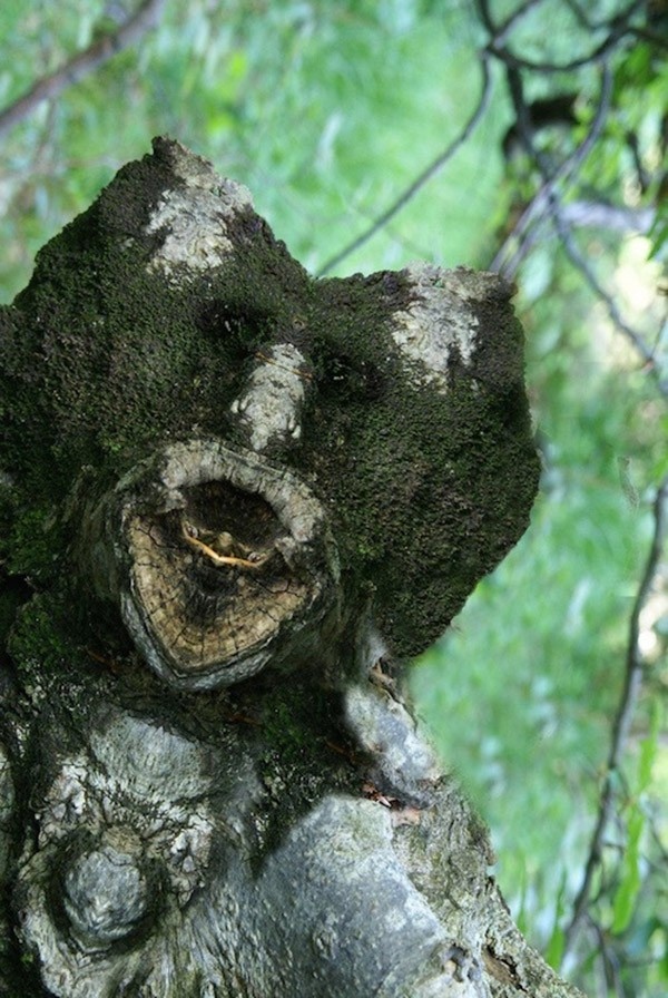 Превращение деревьев в сказочных персонажей мира фэнтези (22 фото)