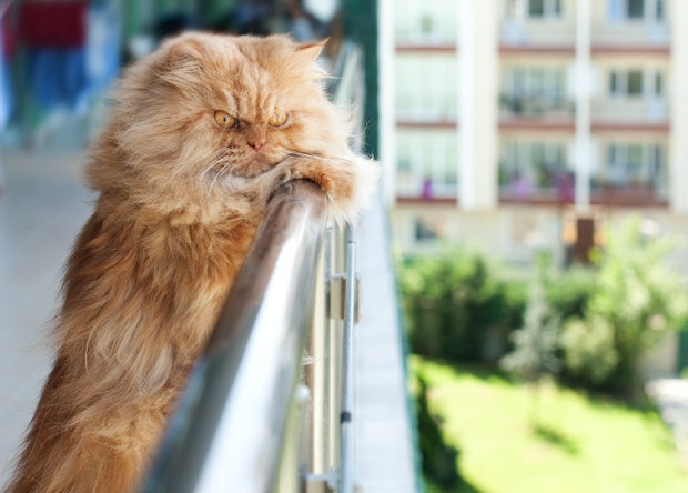 Новая звезда Гарфи, самый злой в мире кот (10 фото)