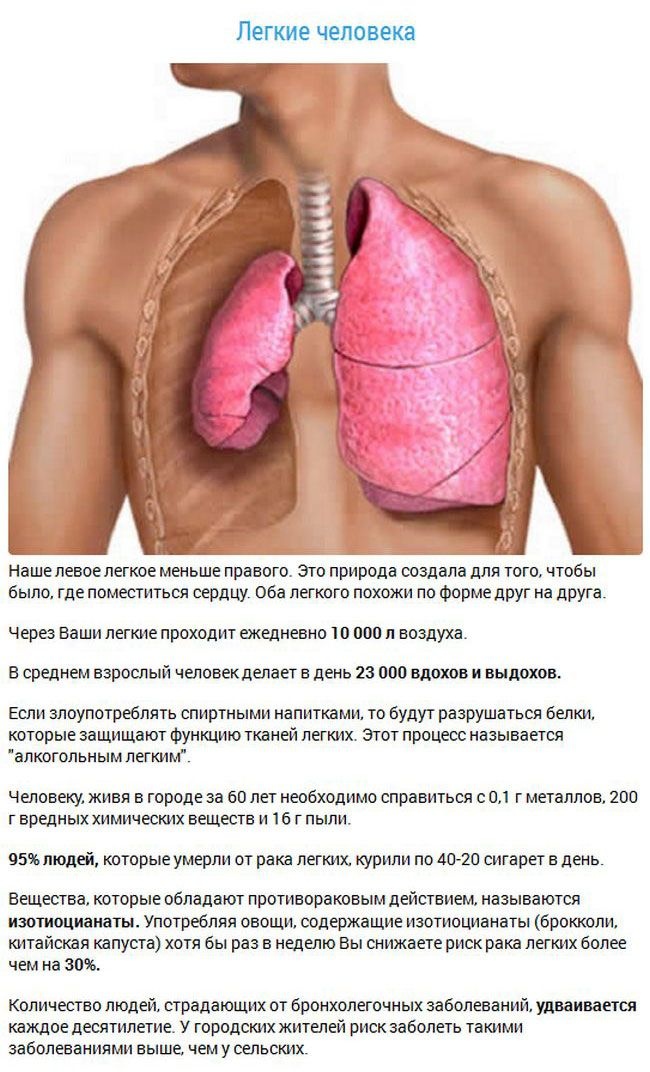 Интересные факты о внутренних органах (15 фото)