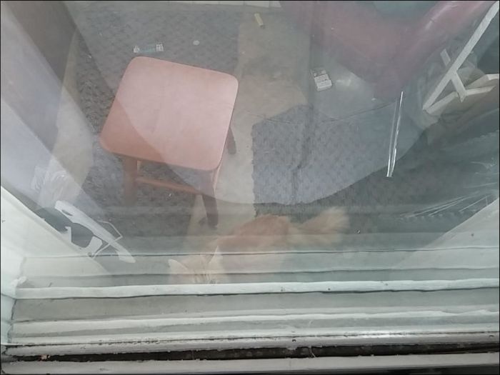 Как кот закрыл своего хозяина на балконе (10 фото)