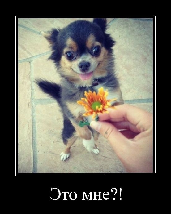 Демотиваторы 29.10.2014 (30 фото)