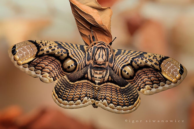 Удивительное превращение гусениц в бабочек (39 фото)