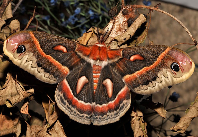 Удивительное превращение гусениц в бабочек (39 фото)