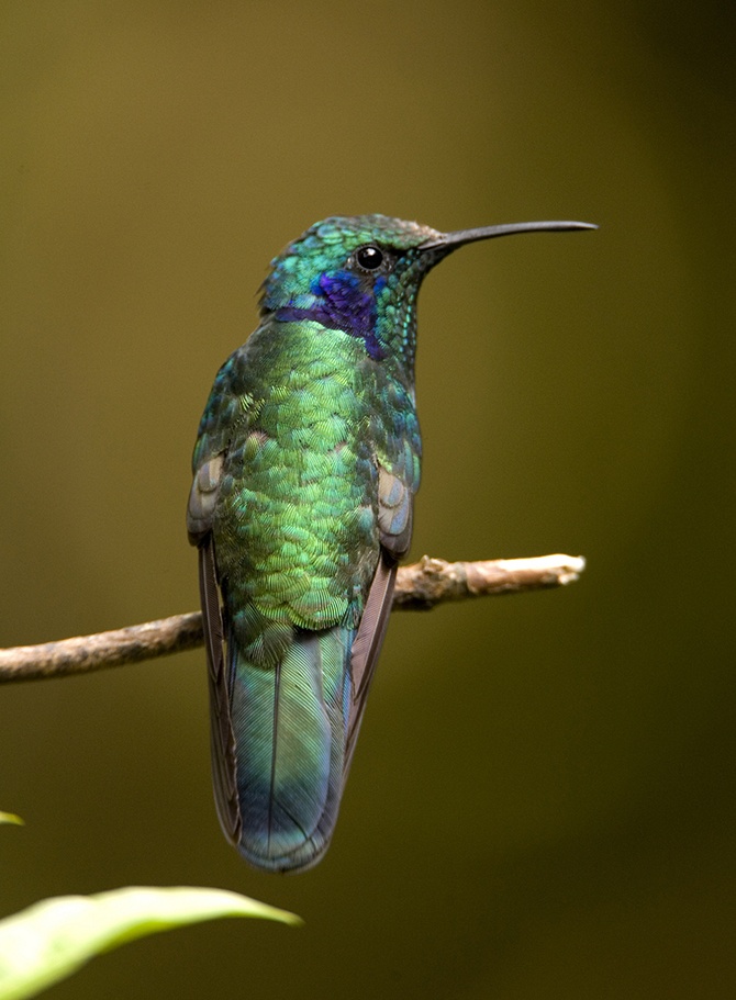 Самые красивые виды колибри (15 фото + видео)