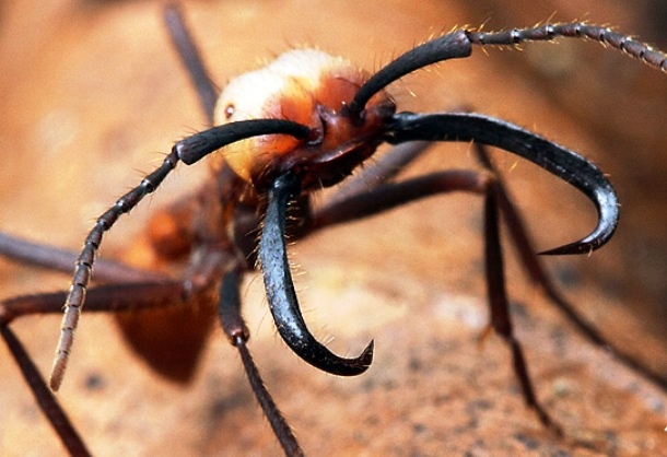 15 занимательных фактов о муравьях (16 фото)
