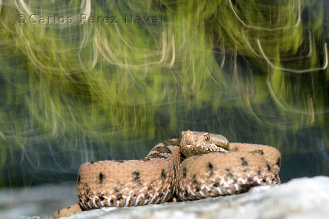 Кто стал победителем конкурса Young Wildlife Photographer 2014 (15 фото)