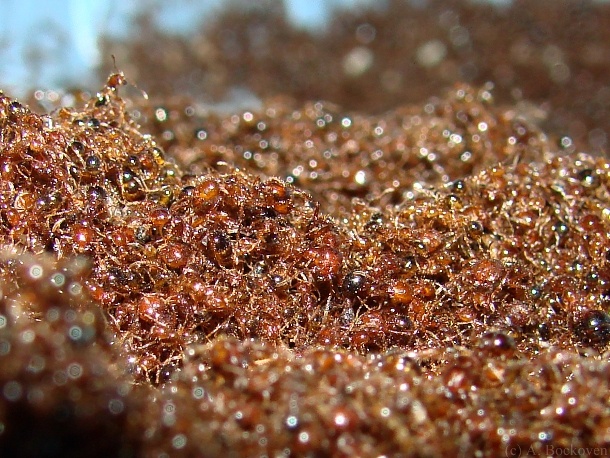 15 занимательных фактов о муравьях (16 фото)