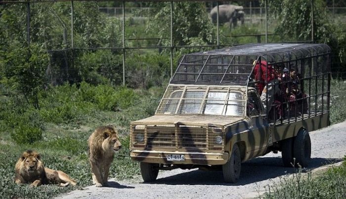 Чилийский зоопарк Safari Lion Zoo, в котором все наоборот (14 фото)
