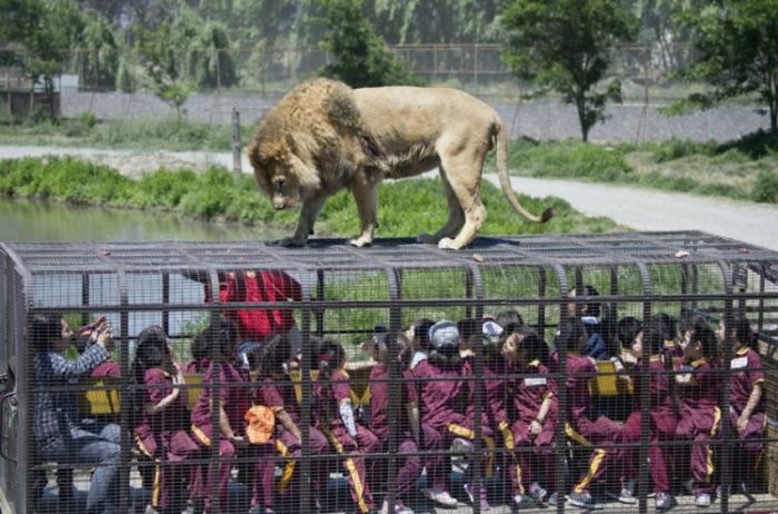 Чилийский зоопарк Safari Lion Zoo, в котором все наоборот (14 фото)