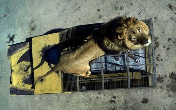 Чилийский зоопарк Safari Lion Zoo, в котором все наоборот (14 фото)