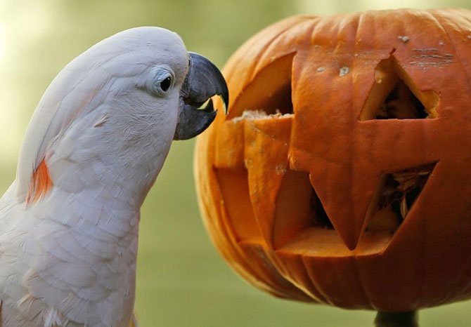 Как прошел Хеллоуин у животных (25 фото)