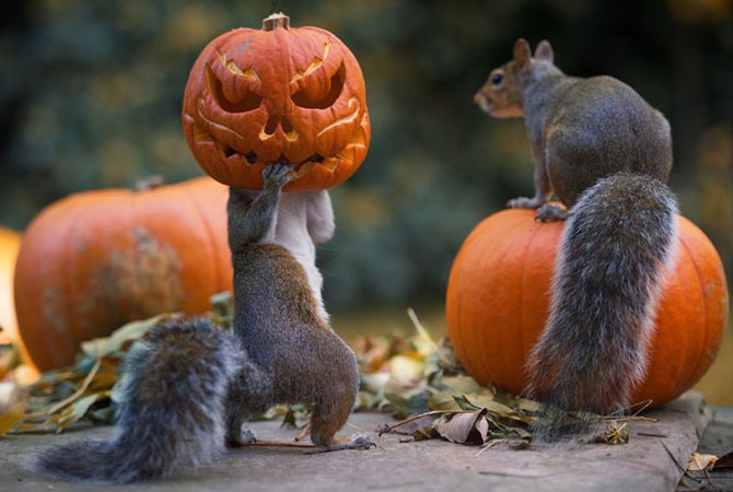 Как прошел Хеллоуин у животных (25 фото)