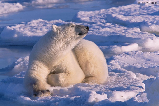 13 самых страшных животных по версии WWF (19 фото)