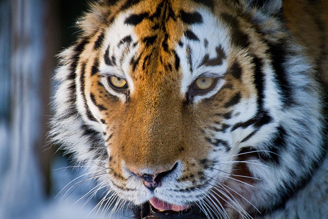 13 самых страшных животных по версии WWF (19 фото)