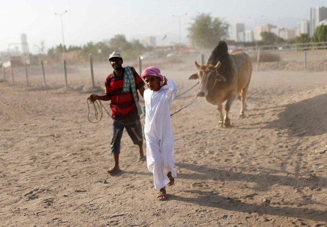 Как проходит коррида в Объединенных Арабских Эмиратах (19 фото)