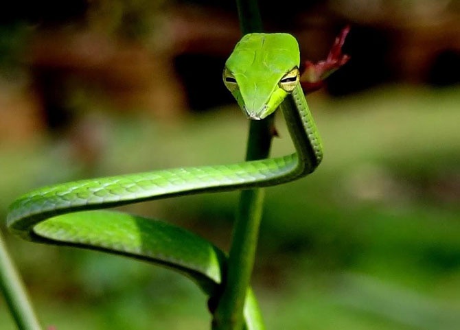 10 удивительных животных тропических лесов (10 фото)