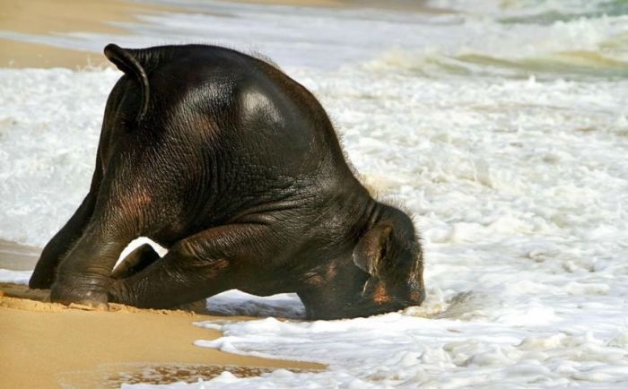 Слоненок впервые попал на пляж (5 фото)