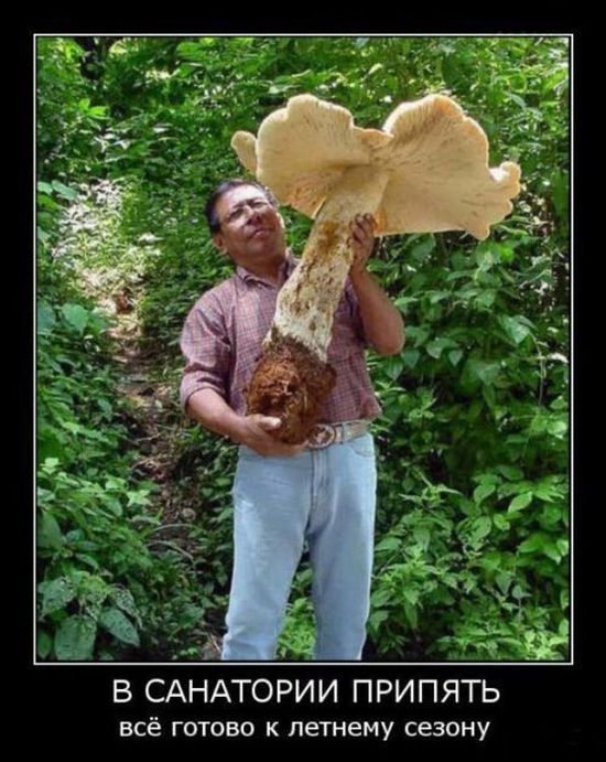 Демотиваторы 11.11.2014 (30 фото)