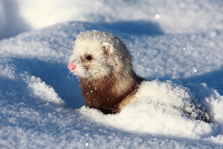 Некоторые животные любят снег (20 фото)