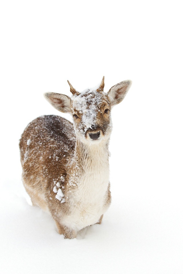 Некоторые животные любят снег (20 фото)