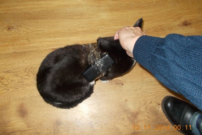 Ухта: кошка с контрабандным грузом была найдена в колонии (4 фото)