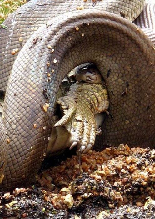 Как змея пообедала крокодилом (19 фото)
