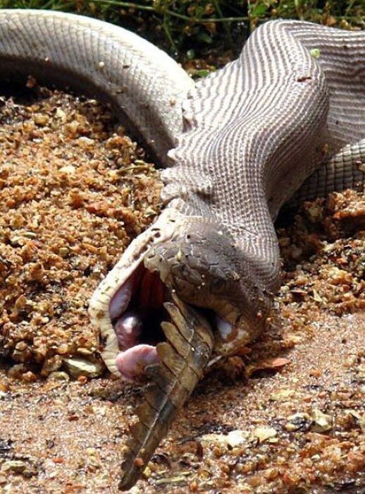 Как змея пообедала крокодилом (19 фото)