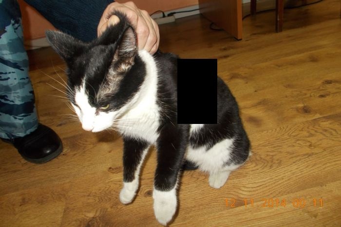 Ухта: кошка с контрабандным грузом была найдена в колонии (4 фото)