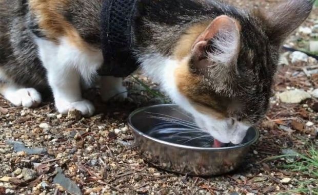 Слепая кошка, которая любит походы (9 фото + 1 видео)