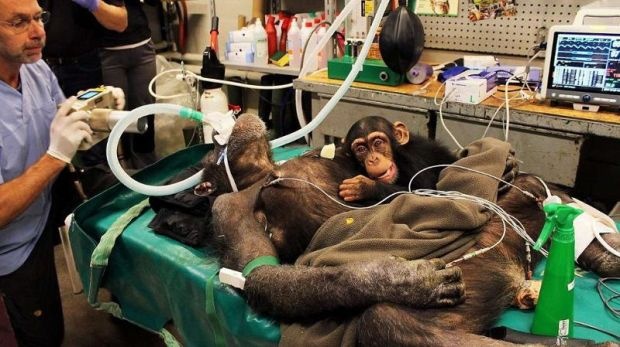 Детеныш шимпанзе растрогал врачей, которые делали операцию его маме (3 фото)