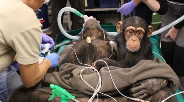 Детеныш шимпанзе растрогал врачей, которые делали операцию его маме (3 фото)