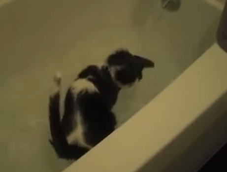 Кошки в воде (1 фото + 1 видео)