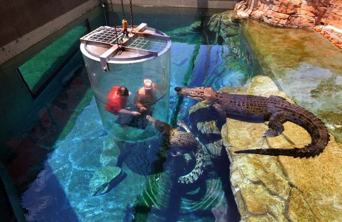 Австралия: экстремальный аттракцион с крокодилами (12 фото)