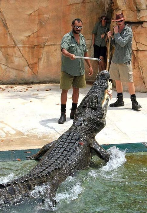 Австралия: экстремальный аттракцион с крокодилами (12 фото)
