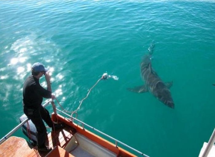 Австралия: белая акула с благими намерениями преследует рыбака (4 фото)