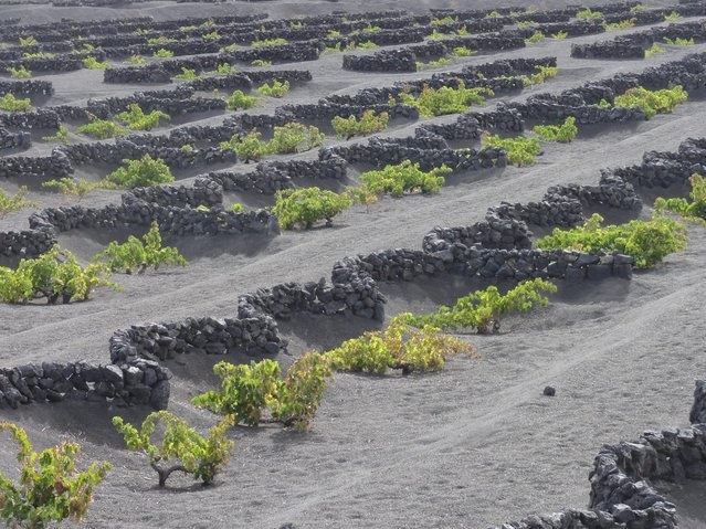 Вулканические виноградники на острове Лансароте (16 фото)