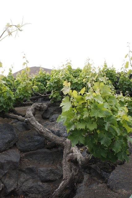 Вулканические виноградники на острове Лансароте (16 фото)