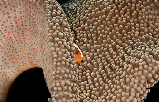 Побег из офиса в яркий мир коралловых рифов (20 фото)