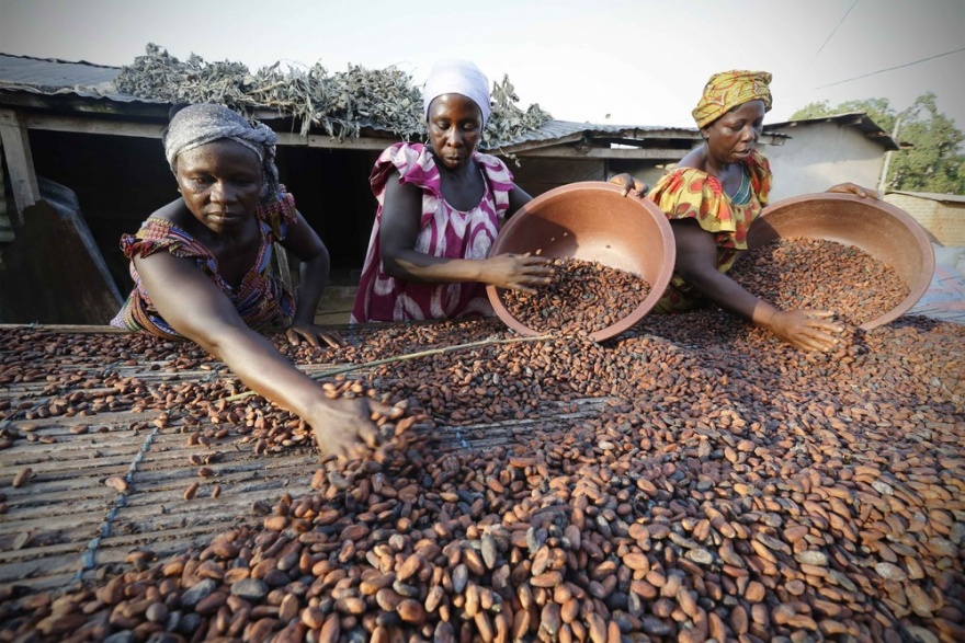 Как женщины в Африке выращивают какао (12 фото)