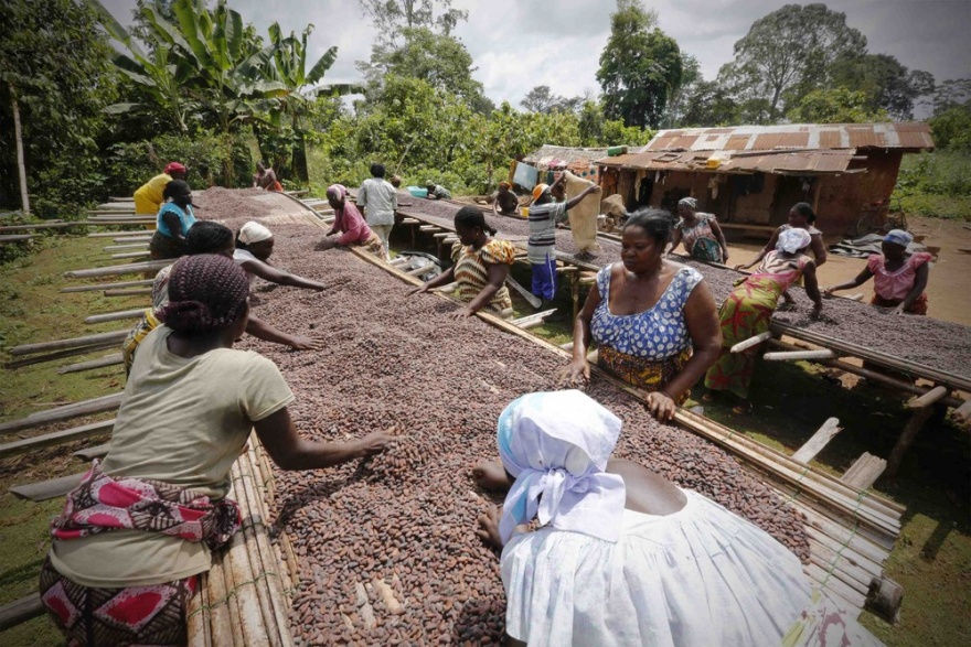 Как женщины в Африке выращивают какао (12 фото)