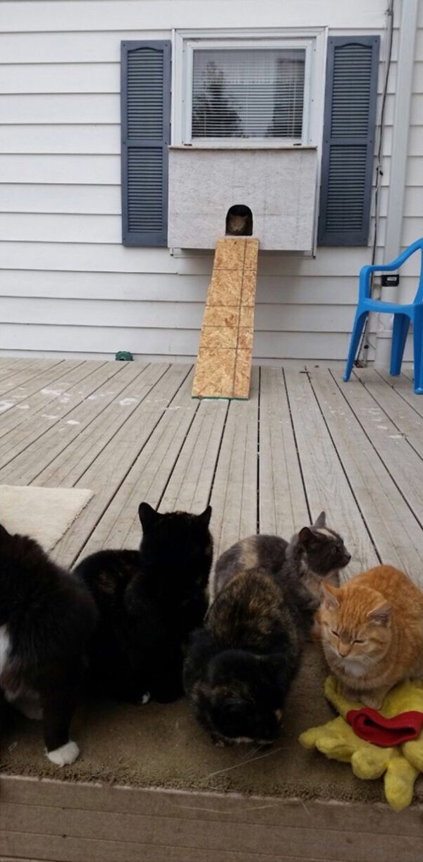 «Котвариум» для бездомных кошек (4 фото)