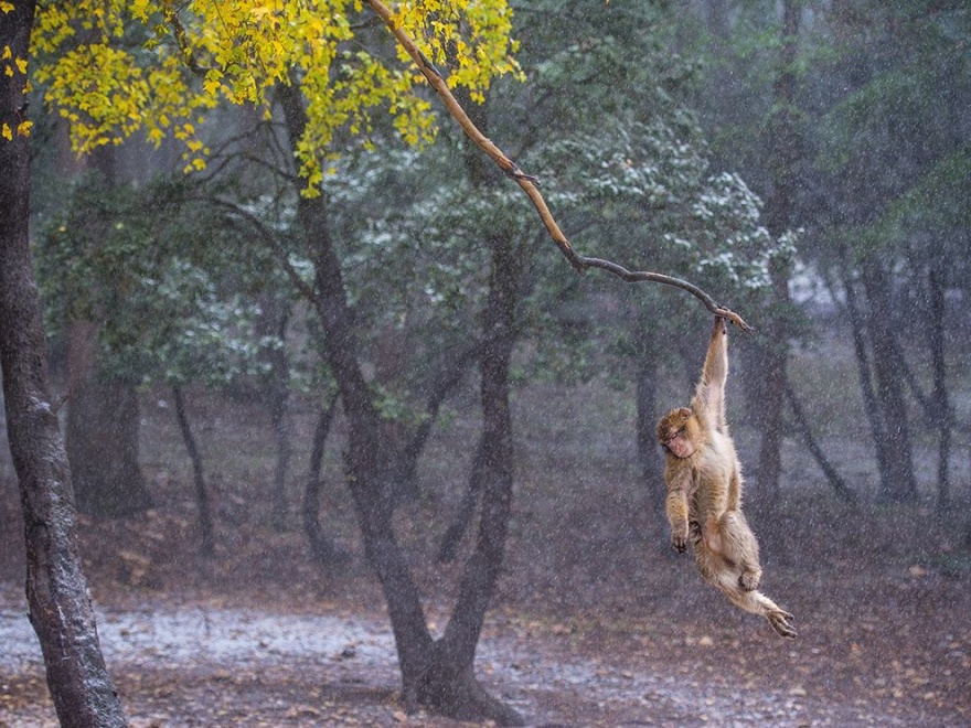 Лучшие фотографии National Geographic ноября 2014 (22 фото)