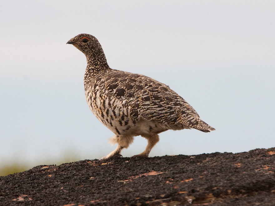 Животные, следующие сезонной моде (10 фото)