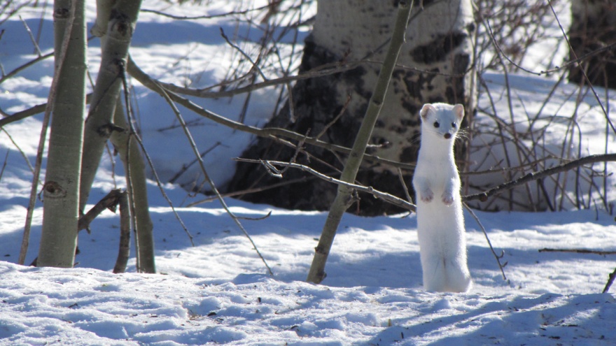 Животные, следующие сезонной моде (10 фото)