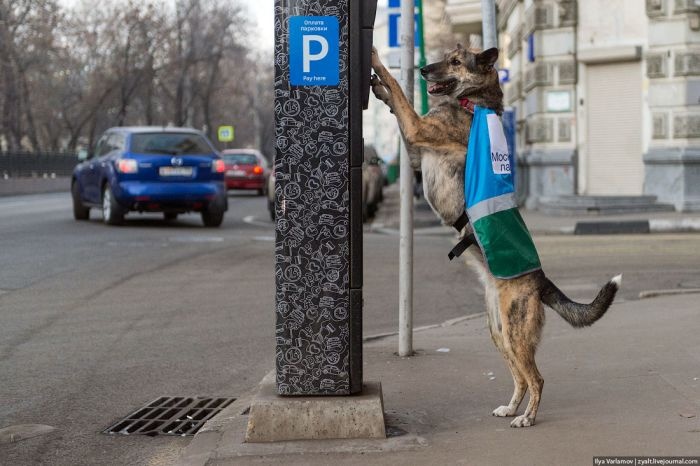 Москва: ряды парковочной полиции пополнятся специально обученными собаками (24 фото)
