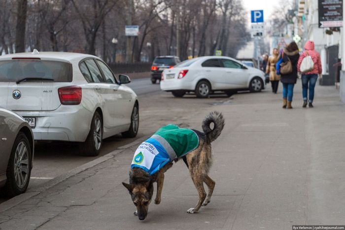 Москва: ряды парковочной полиции пополнятся специально обученными собаками (24 фото)