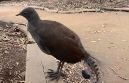 Птица издает странные звуки (1 видео)