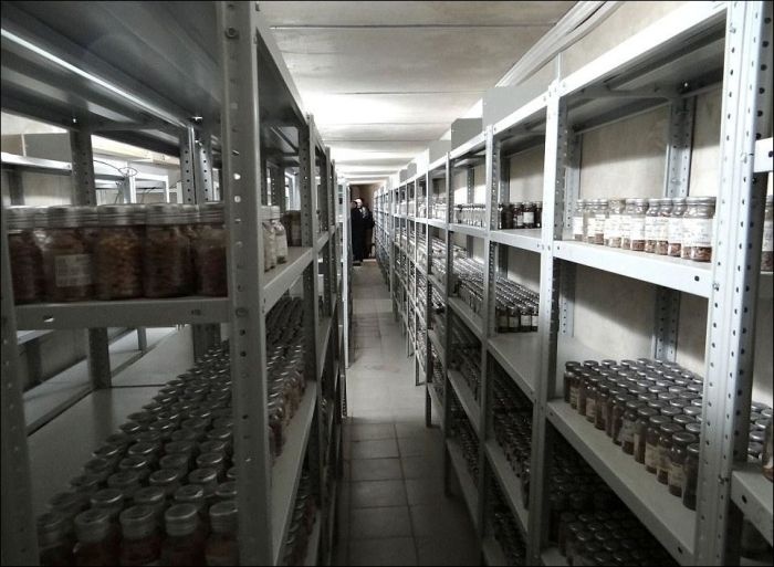 Якутское криохранилище семян растений в случае катаклизма спасет человечество от голодной смерти (9 фото)